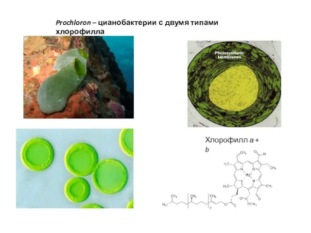 Хлорофилл а + b Prochloron – цианобактерии с двумя типами хлорофилла