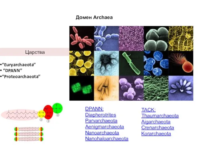 Домен Archaea DPANN: Diapherotrites Parvarchaeota Aenigmarchaeota Nanoarchaeota Nanohaloarchaeota TACK: Thaumarchaeota Aigarchaeota Crenarchaeota Korarchaeota