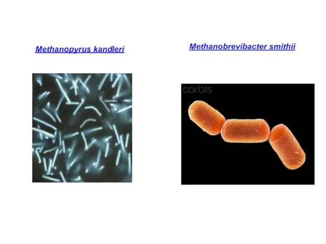 Methanobrevibacter smithii Methanopyrus kandleri