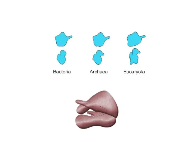 Bacteria Archaea Eucaryota