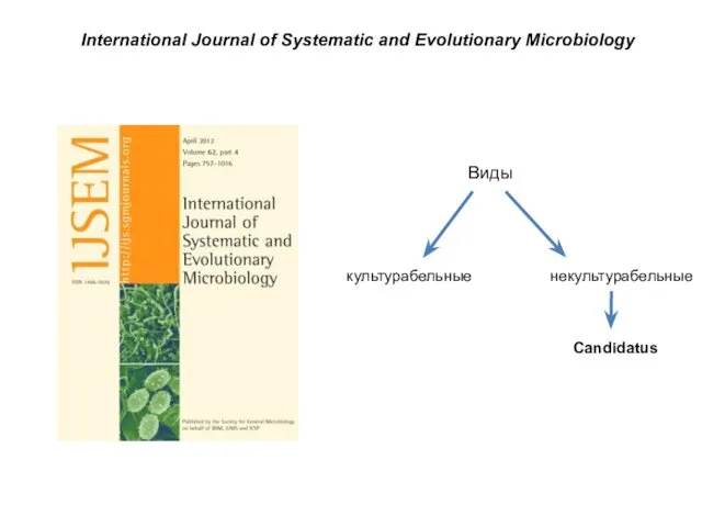 International Journal of Systematic and Evolutionary Microbiology Виды культурабельные некультурабельные Candidatus