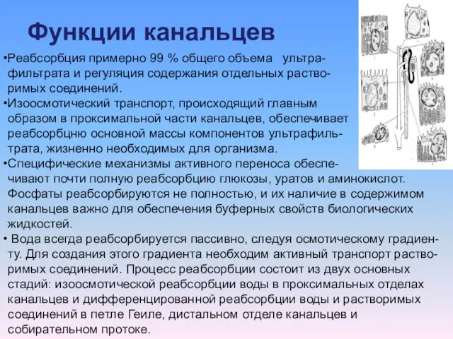 Функции канальцев Реабсорбция примерно 99 % общего объема ультра- фильтрата