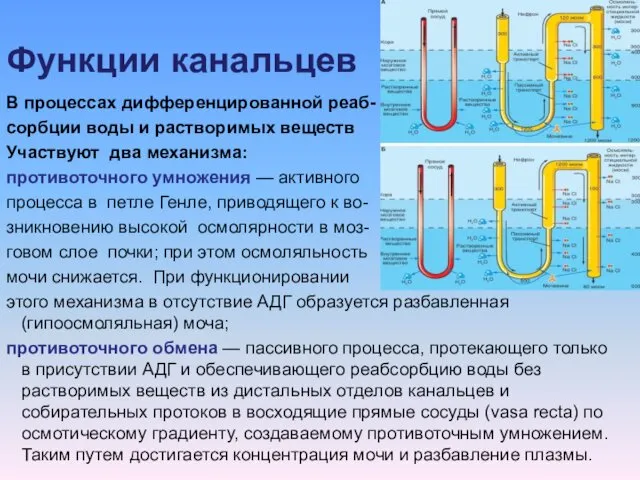 Функции канальцев В процессах дифференцированной реаб- сорбции воды и растворимых