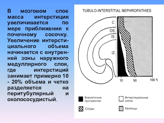 В мозговом слое масса интерстиция увеличивается по мере приближения к