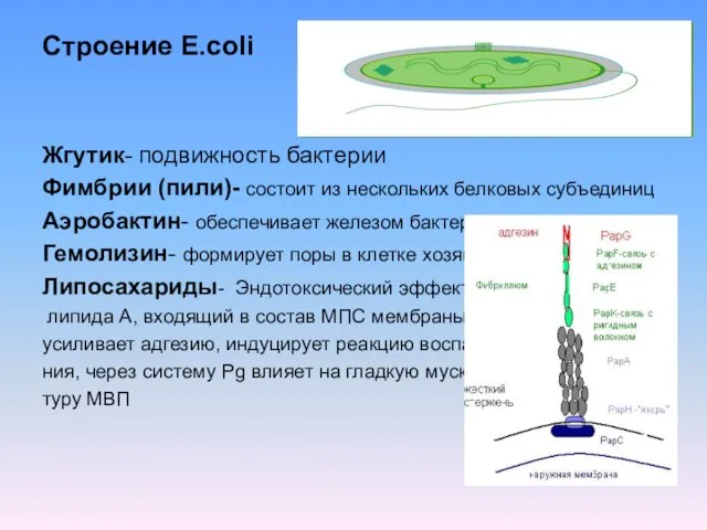 Строение E.coli Жгутик- подвижность бактерии Фимбрии (пили)- состоит из нескольких