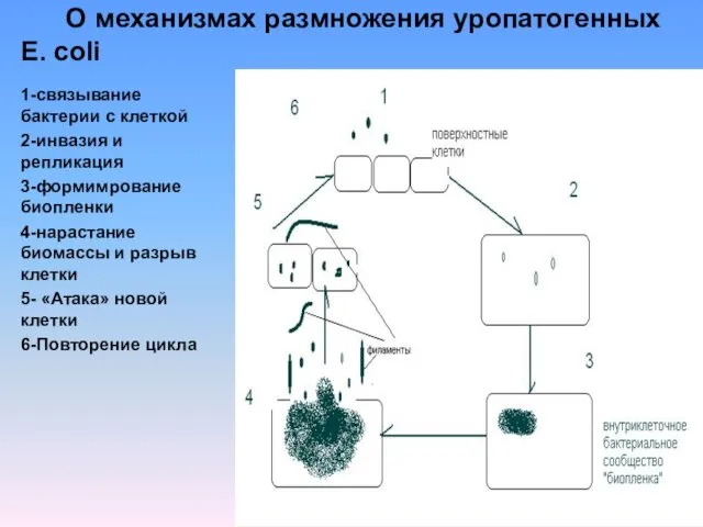 О механизмах размножения уропатогенных E. coli 1-связывание бактерии с клеткой