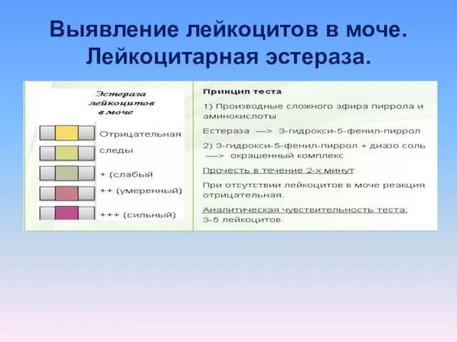 Выявление лейкоцитов в моче. Лейкоцитарная эстераза.