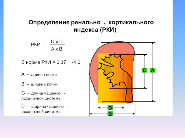 Определение ренально - кортикального индекса (РКИ)