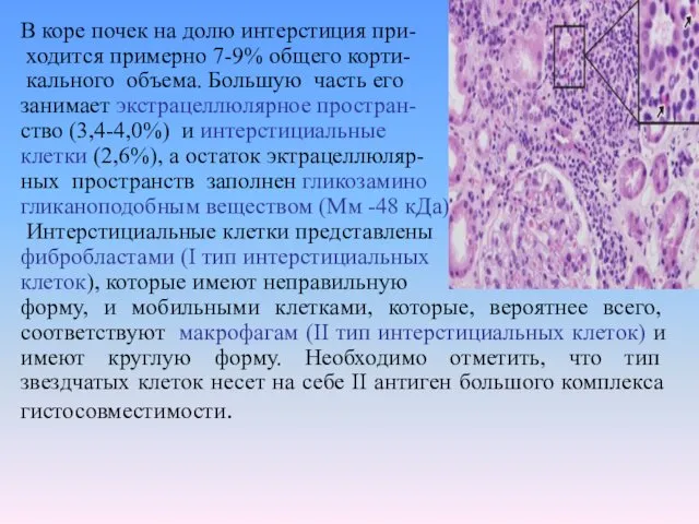 В коре почек на долю интерстиция при- ходится примерно 7-9%