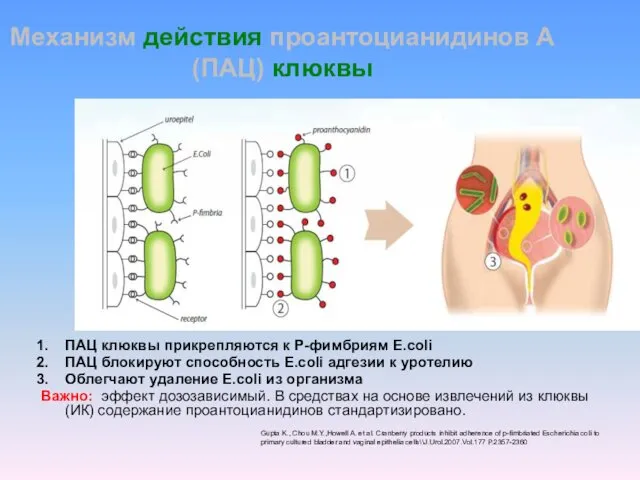 Механизм действия проантоцианидинов А (ПАЦ) клюквы ПАЦ клюквы прикрепляются к