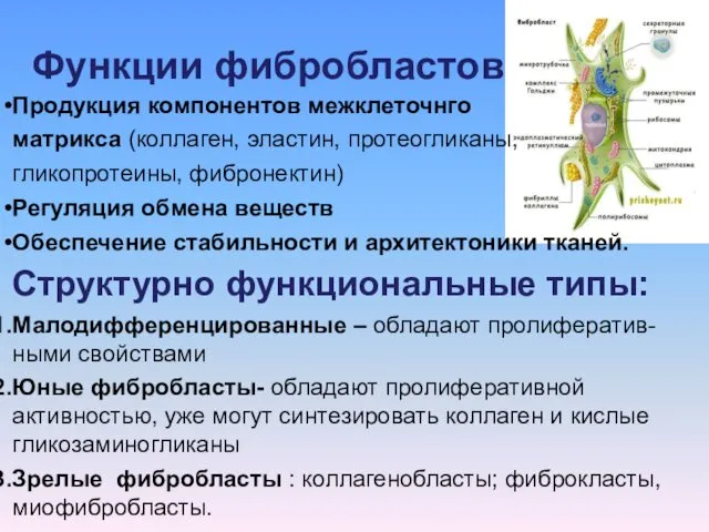 Функции фибробластов Продукция компонентов межклеточнго матрикса (коллаген, эластин, протеогликаны, гликопротеины,