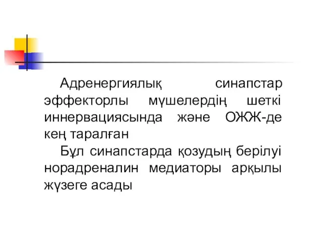 . Адренергиялық синапстар эффекторлы мүшелердің шеткі иннервациясында және ОЖЖ-де кең