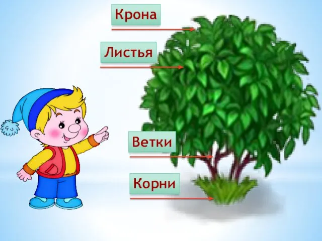 Крона Ветки Листья Корни