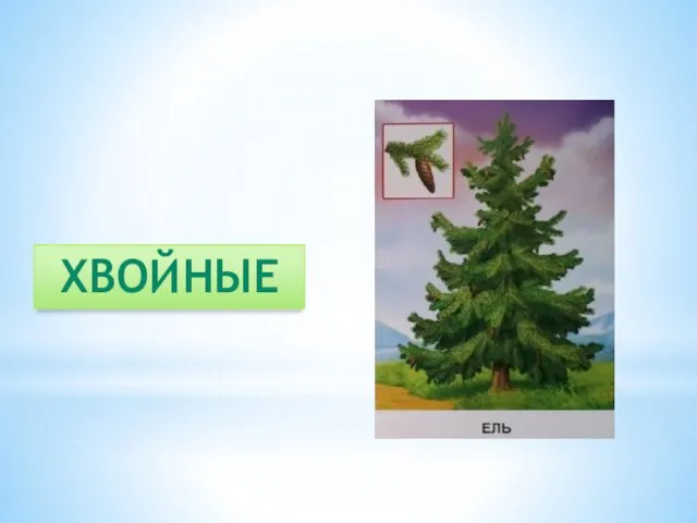 ХВОЙНЫЕ