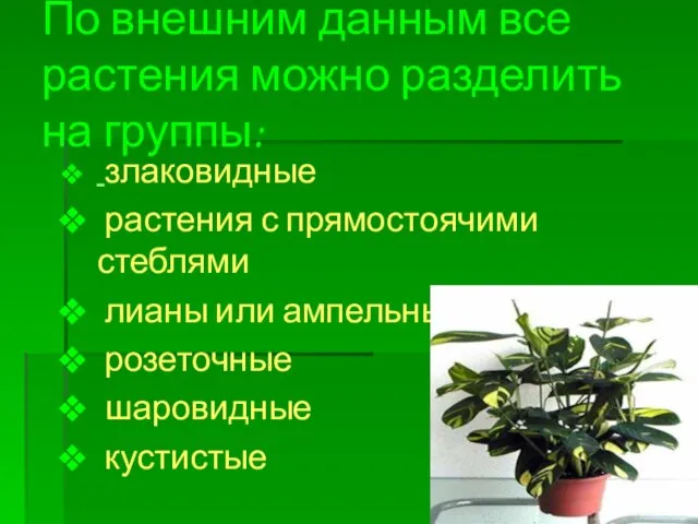 злаковидные растения с прямостоячими стеблями лианы или ампельные растения розеточные шаровидные кустистые По