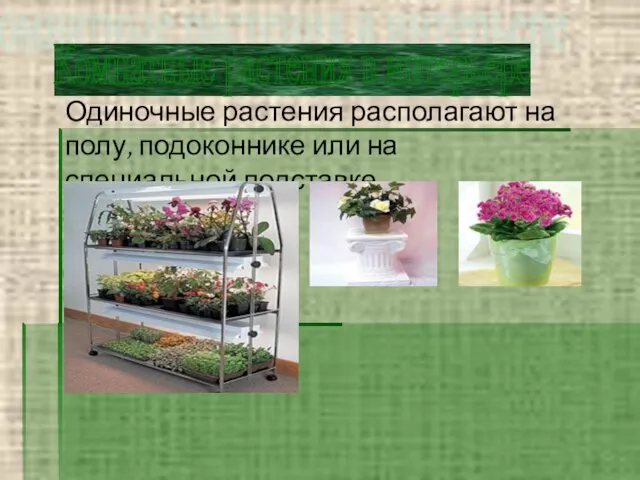 Комнатные растения в интерьере Одиночные растения располагают на полу, подоконнике или на специальной подставке.