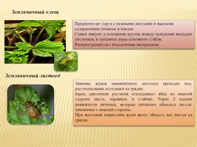 Земляничный клещ Предпочитает сорта с нежными листьями и высоким содержанием