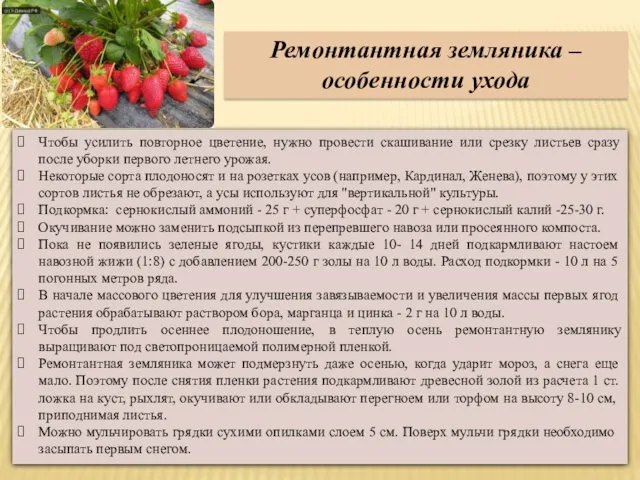 Ремонтантная земляника – особенности ухода Чтобы усилить повторное цветение, нужно