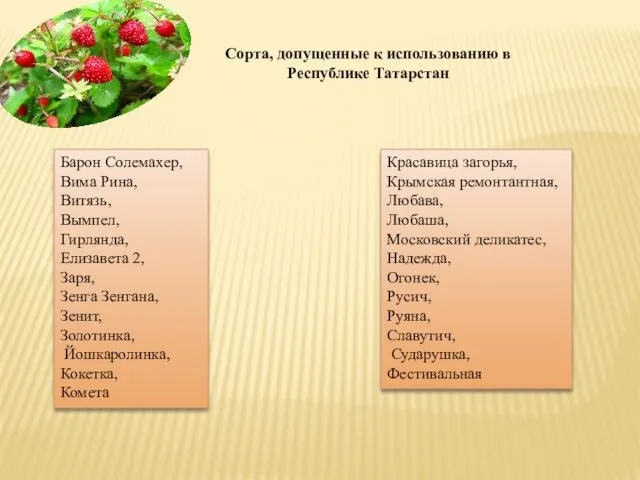 Сорта, допущенные к использованию в Республике Татарстан Барон Солемахер, Вима