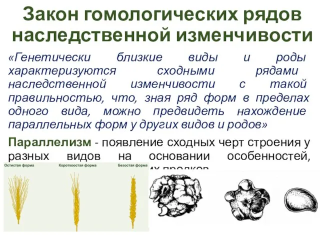 Закон гомологических рядов наследственной изменчивости «Генетически близкие виды и роды