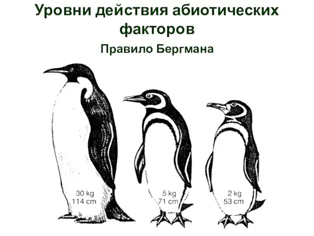 Правило Бергмана Уровни действия абиотических факторов