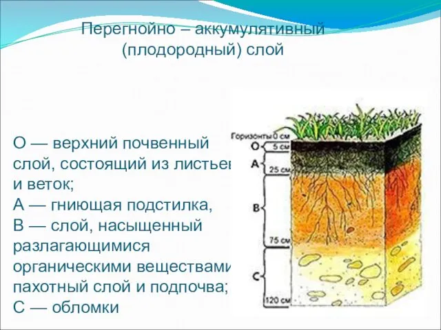 О — верхний почвенный слой, состоящий из листьев и веток;