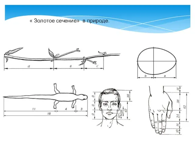 « Золотое сечение» в природе.