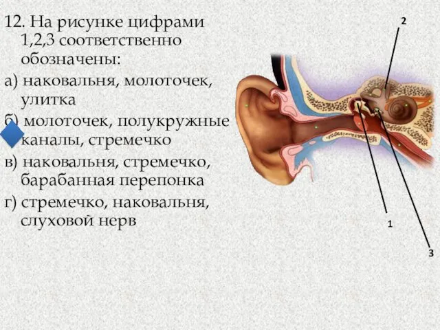 12. На рисунке цифрами 1,2,3 соответственно обозначены: а) наковальня, молоточек,