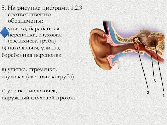 5. На рисунке цифрами 1,2,3 соответственно обозначены: а) улитка, барабанная