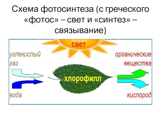Схема фотосинтеза (с греческого «фотос» – свет и «синтез» – связывание)