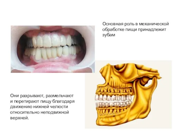 Зубы Основная роль в механической обработке пищи принадлежит зубам Они