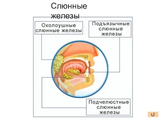 Слюнные железы