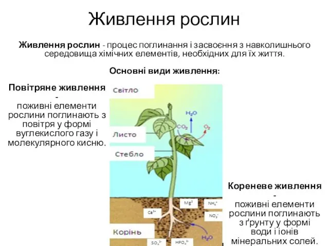 Живлення рослин Живлення рослин - процес поглинання і засвоєння з