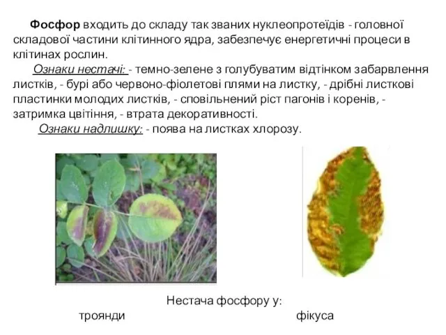 Фосфор входить до складу так званих нуклеопротеїдів - головної складової