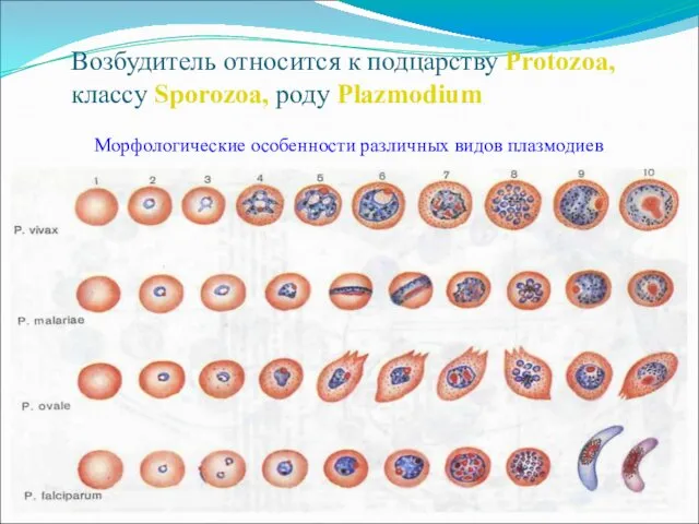 Возбудитель относится к подцарству Protozoa, классу Sporozoa, роду Plazmodium Морфологические особенности различных видов плазмодиев