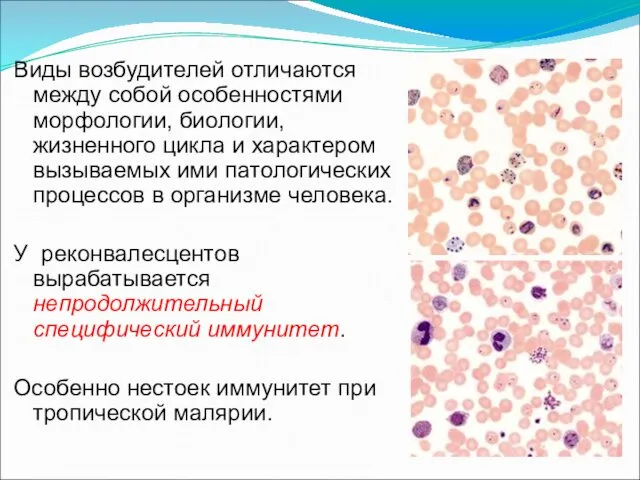 Виды возбудителей отличаются между собой особенностями морфологии, биологии, жизненного цикла