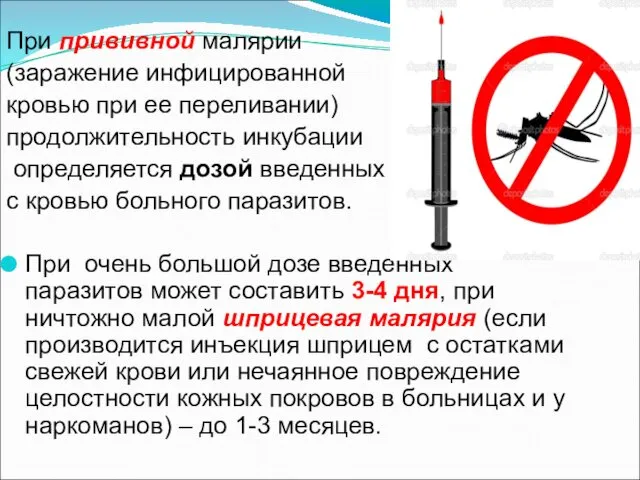 При прививной малярии (заражение инфицированной кровью при ее переливании) продолжительность