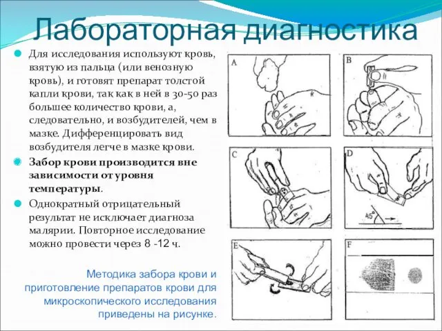 Лабораторная диагностика Для исследования используют кровь, взятую из пальца (или