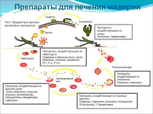 Препараты для лечения малярии