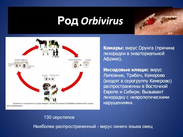 Род Orbivirus Комары: вирус Орунга (причина лихорадки в экваториальной Африке).