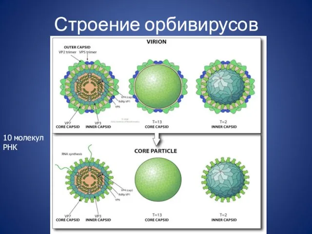 Строение орбивирусов 10 молекул РНК