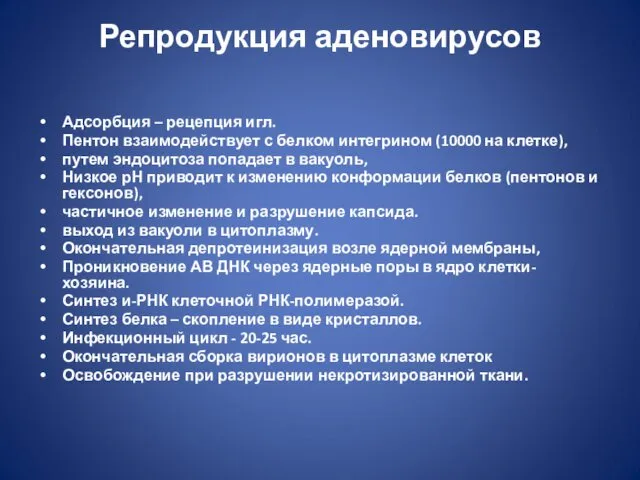 Репродукция аденовирусов Адсорбция – рецепция игл. Пентон взаимодействует с белком