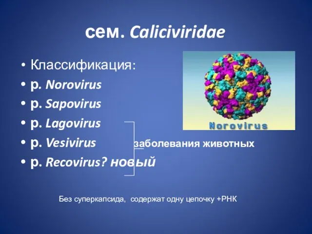 сем. Caliciviridae Классификация: р. Norovirus р. Sapovirus р. Lagovirus р.