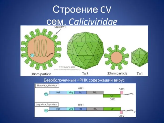 Строение CV сем. Caliciviridae Безоболочечный +РНК содержащий вирус