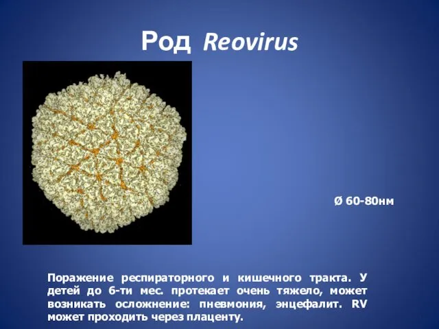 Род Reovirus Ø 60-80нм Поражение респираторного и кишечного тракта. У