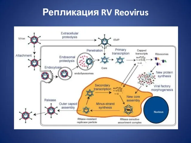 Репликация RV Reovirus