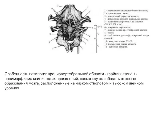 Особенность патологии краниовертебральной области - крайняя степень полиморфизма клинических проявлений,