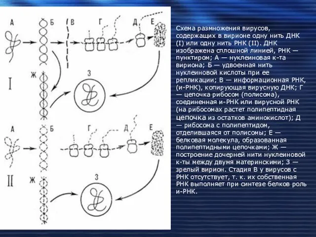 Схема размножения вирусов, содержащих в вирионе одну нить ДНК (I)