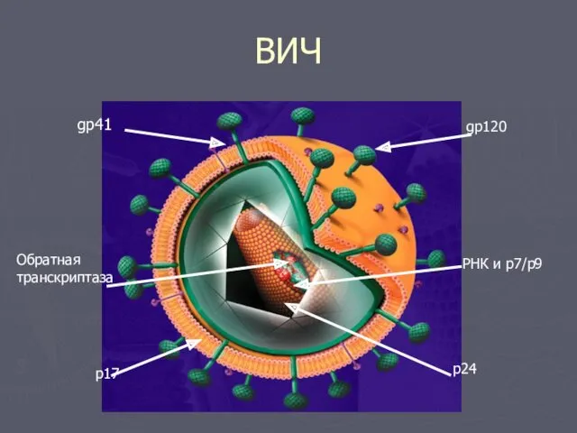 ВИЧ gp41 gp120 РНК и р7/р9 p24 p17 Обратная транскриптаза
