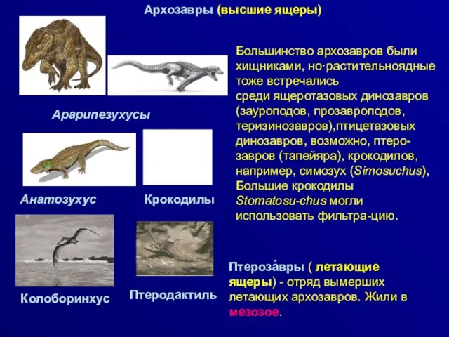 Архозавры (высшие ящеры) Большинство архозавров были хищниками, но·растительноядные тоже встречались